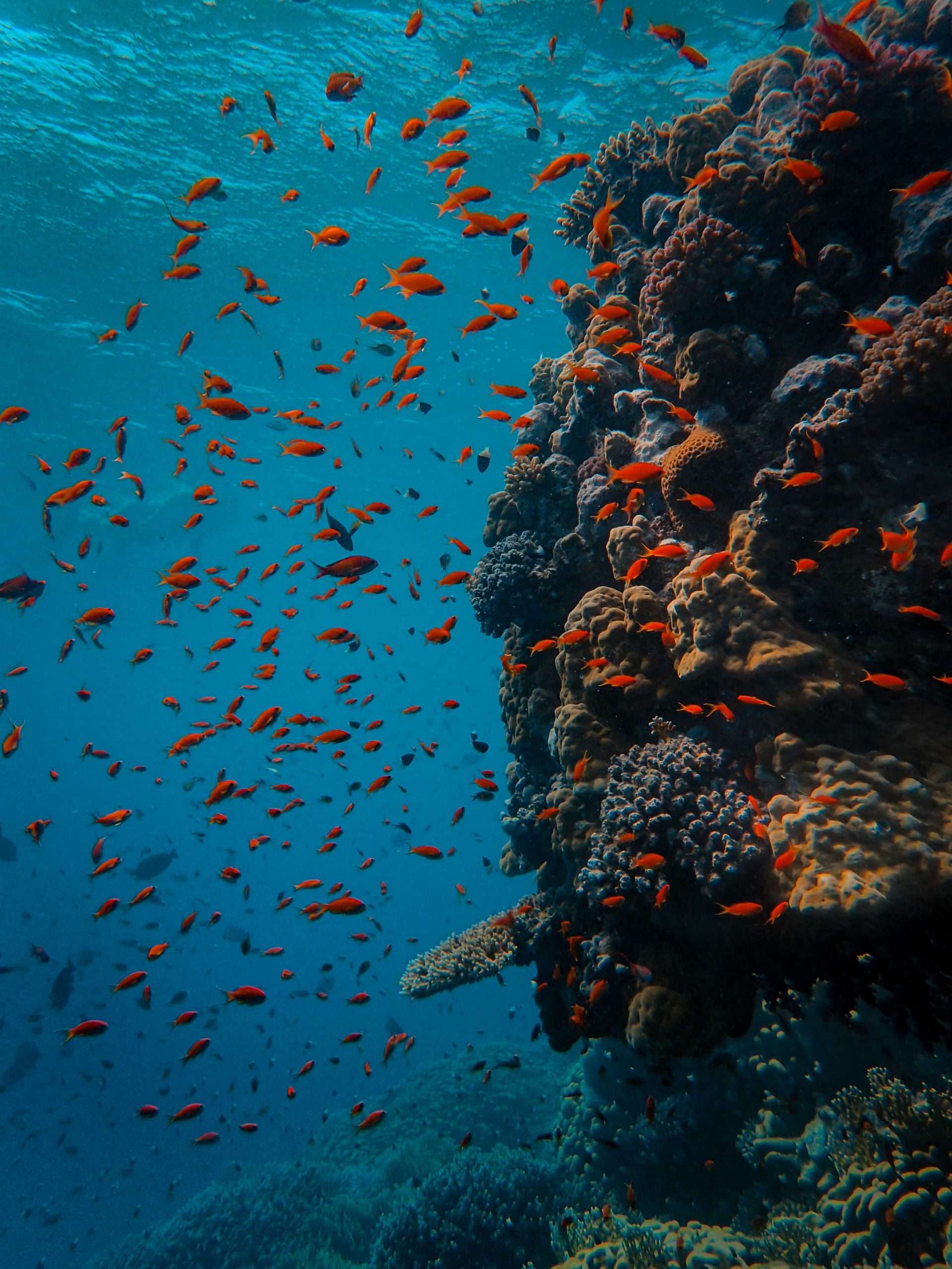 Vibrant underwater scene with diverse marine life and conservation symbols, representing the Ocean Guardians' commitment to protecting and preserving the ocean's ecosystems.