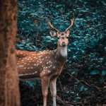 A diverse assembly of wildlife in their natural habitats, symbolizing the mission of Fauna Guardians to protect and preserve animal species across the globe.