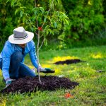 Planting trees