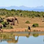 elephant2